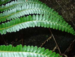 Image of Nesolindsaea kirkii (Hook.) Lehtonen & Christenh.