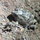 Image of Spencer's Burrowing Frog