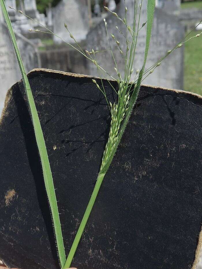 Image of Hairy Panic Grass