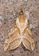 Image of Silver-spotted Ghost Moth