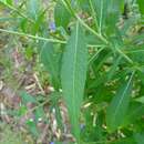 صورة Vernonia galamensis (Cass.) Less.