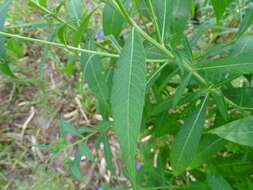 Imagem de Vernonia galamensis (Cass.) Less.