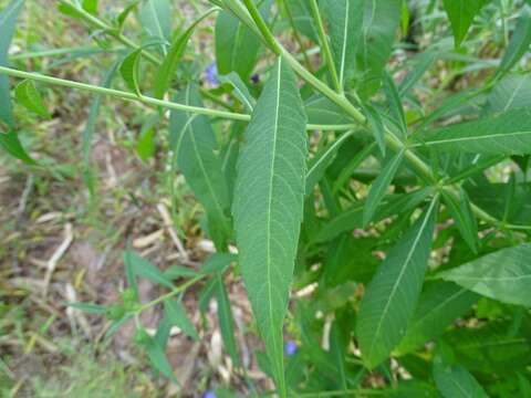 صورة Vernonia galamensis (Cass.) Less.