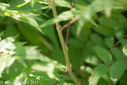 Image of false spiraea