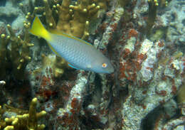 Image of Long-nosed Parrotfish