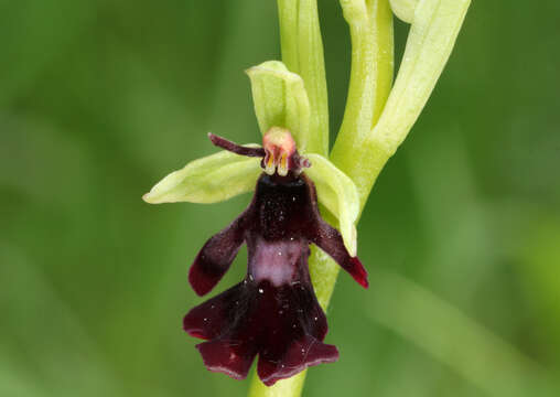 Image of Fly orchid