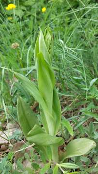 Image of Adriatic lizard orchid