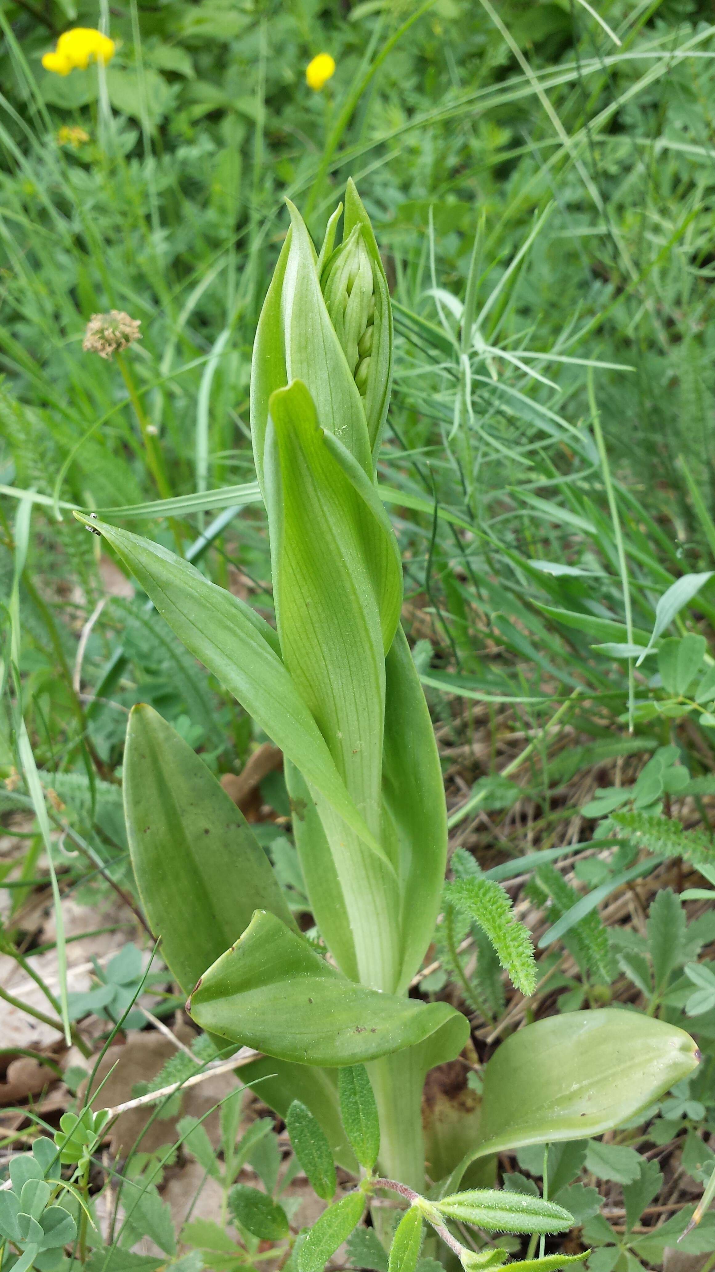 Image of Adriatic lizard orchid