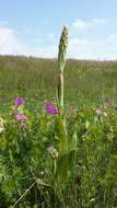 Image of Adriatic lizard orchid