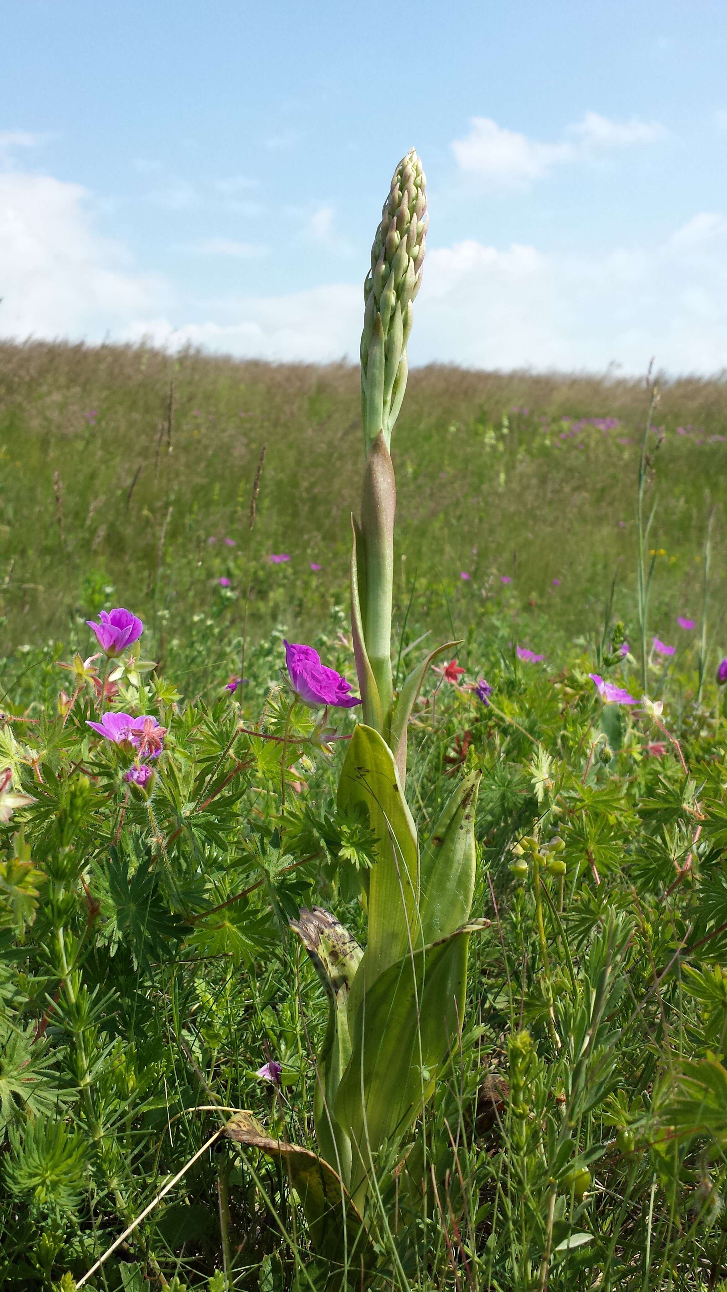 Image of Adriatic lizard orchid