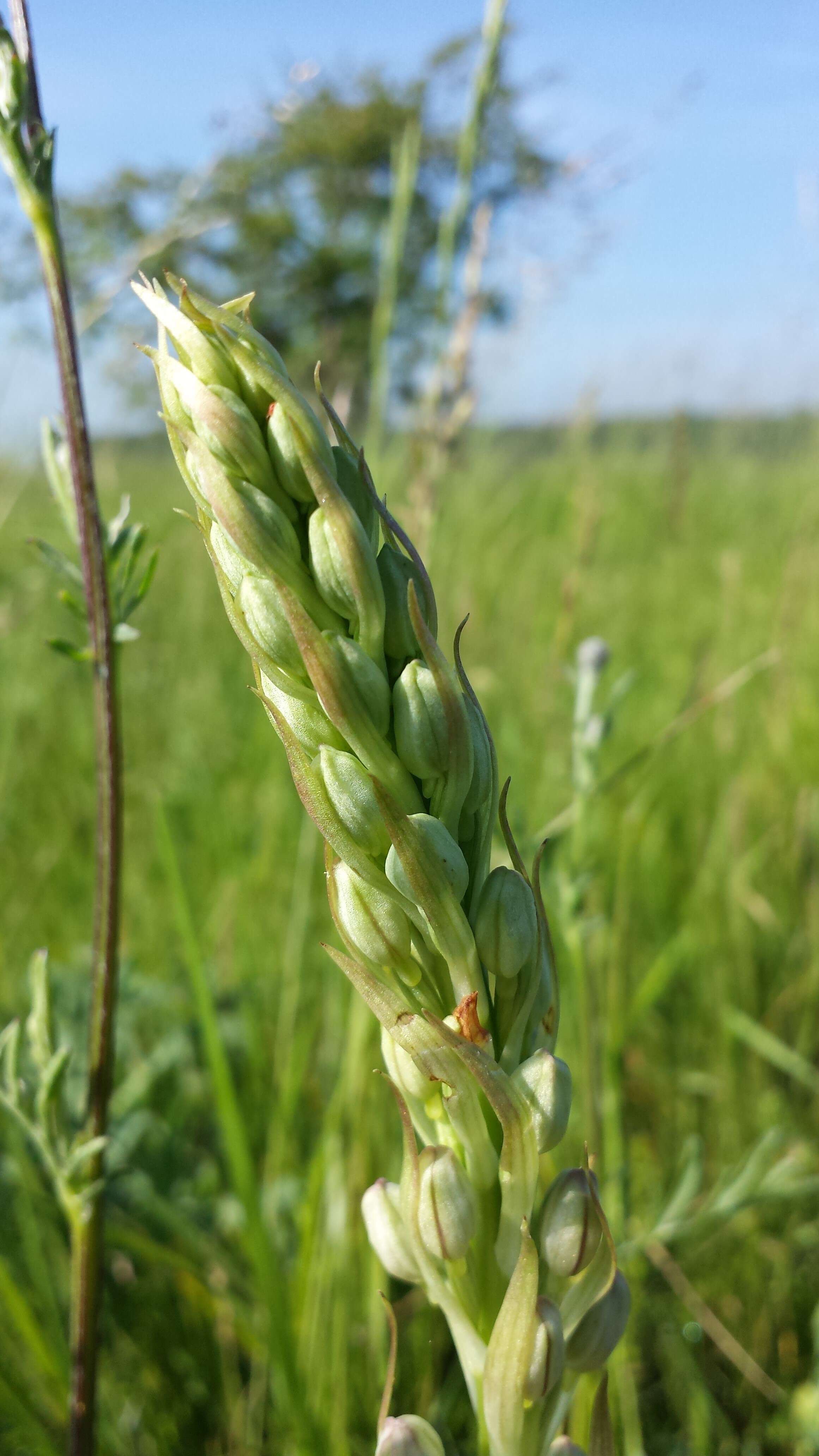 Image of Adriatic lizard orchid