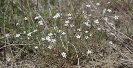 صورة Sabulina glaucina (Dvoráková) Dillenb. & Kadereit