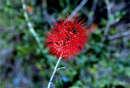 Imagem de Combretum constrictum (Benth.) Laws.