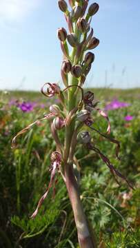 Image of Adriatic lizard orchid