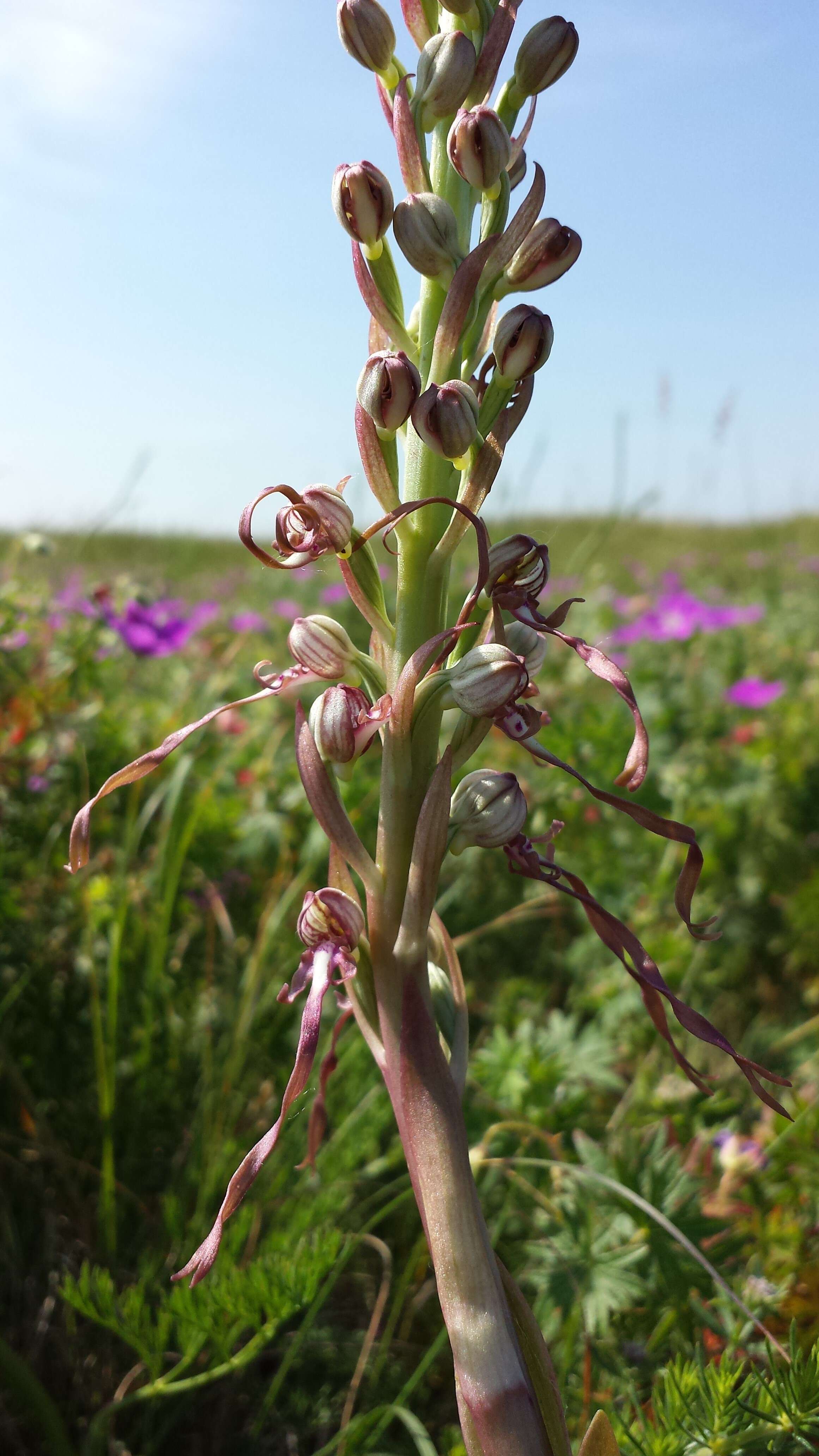 Image of Adriatic lizard orchid