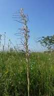 Image of Adriatic lizard orchid