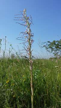 Image of Adriatic lizard orchid