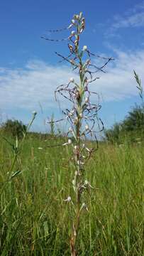 Image of Adriatic lizard orchid