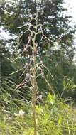 Image of Adriatic lizard orchid