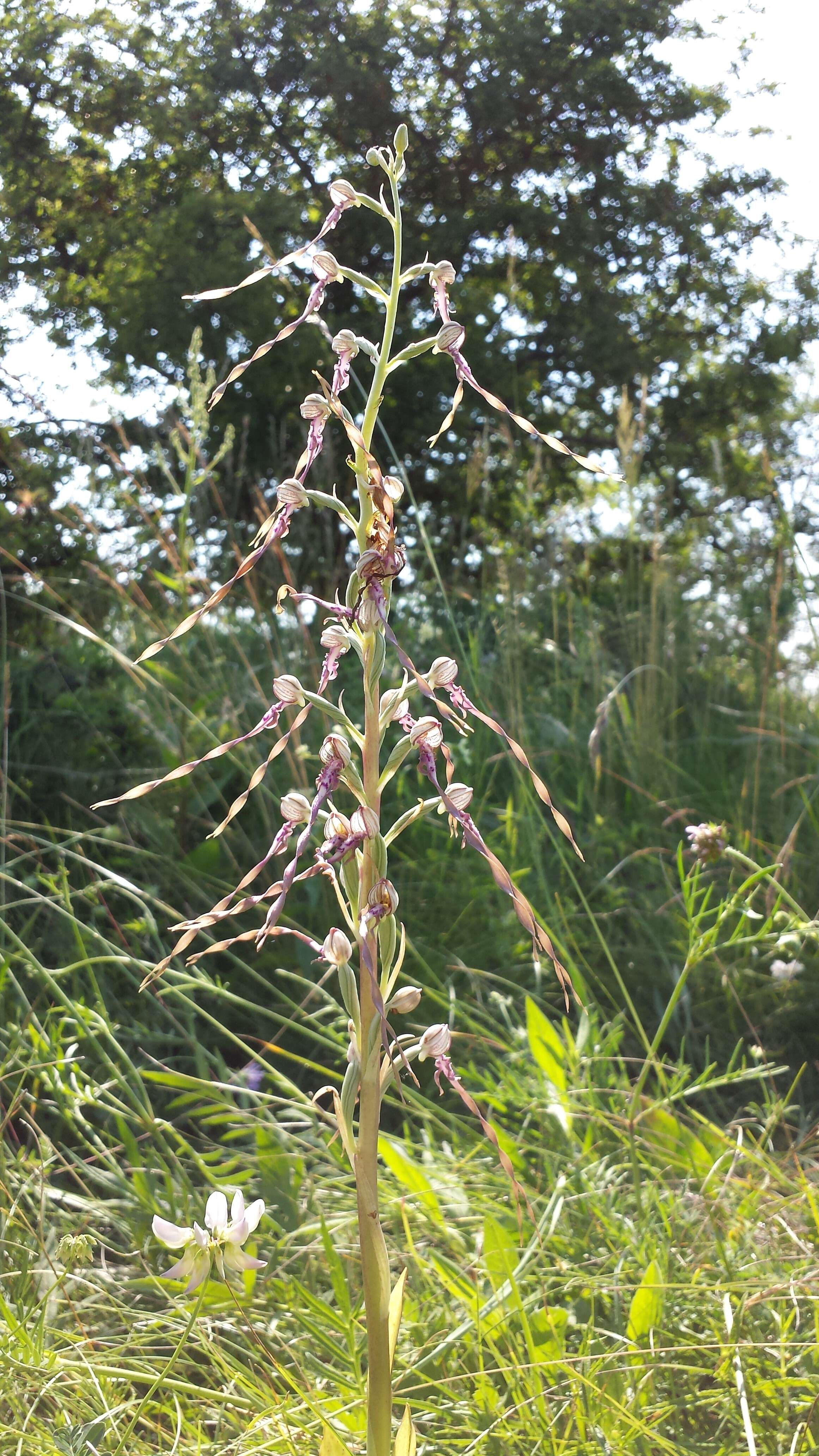 Image of Adriatic lizard orchid