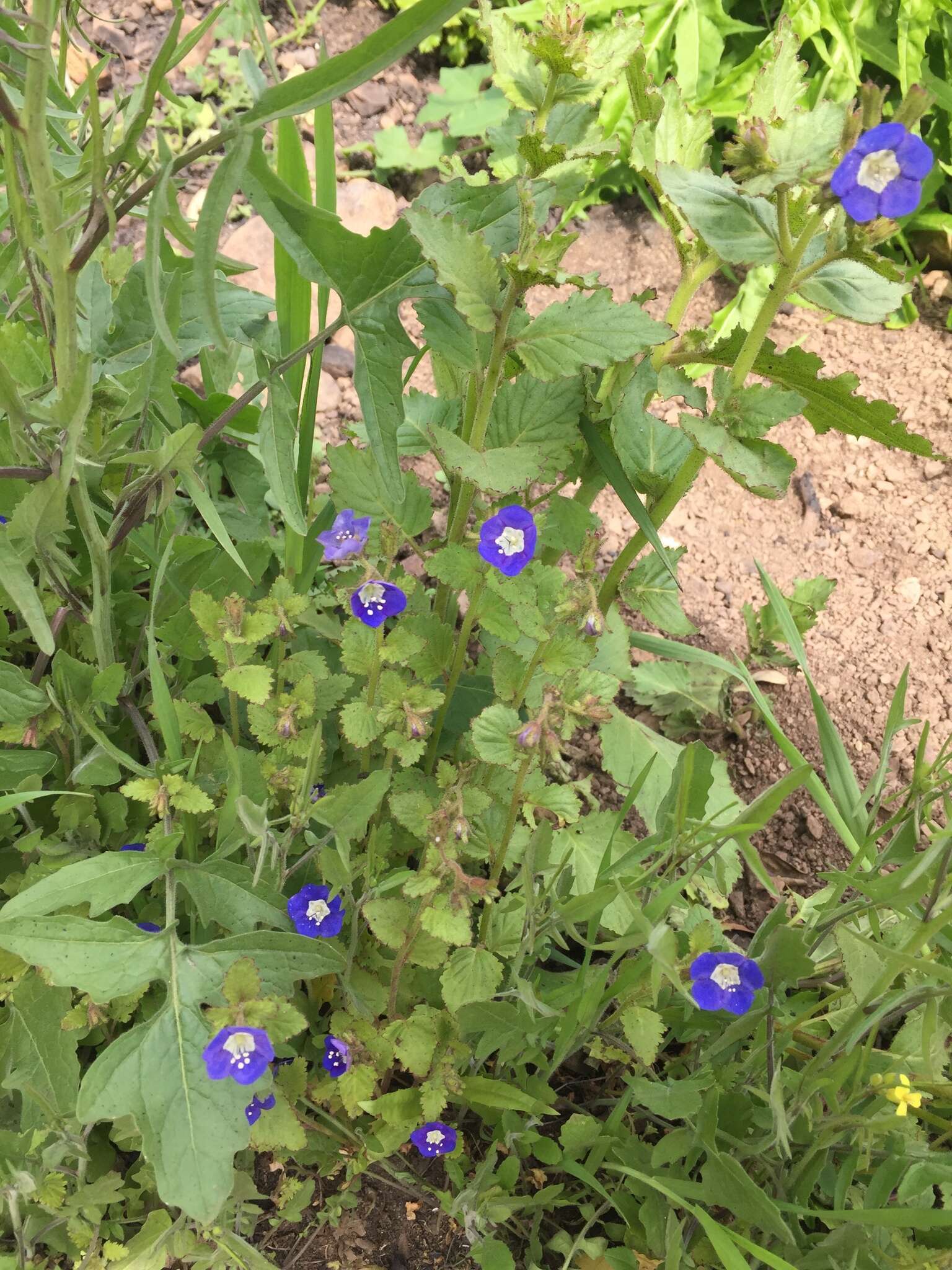 Image of tacky phacelia