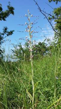 Image of Adriatic lizard orchid