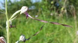 Image of Adriatic lizard orchid