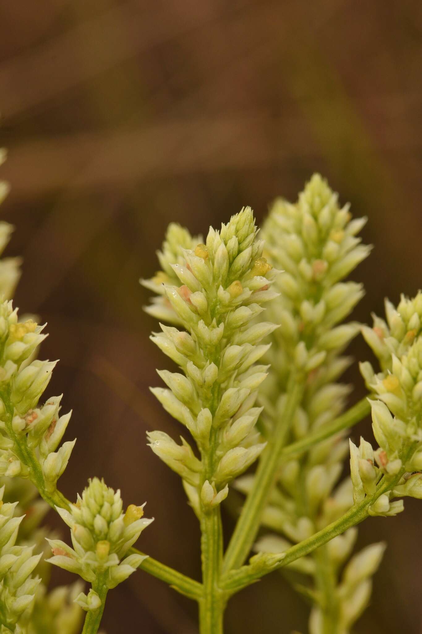 Image of Polygala carteri