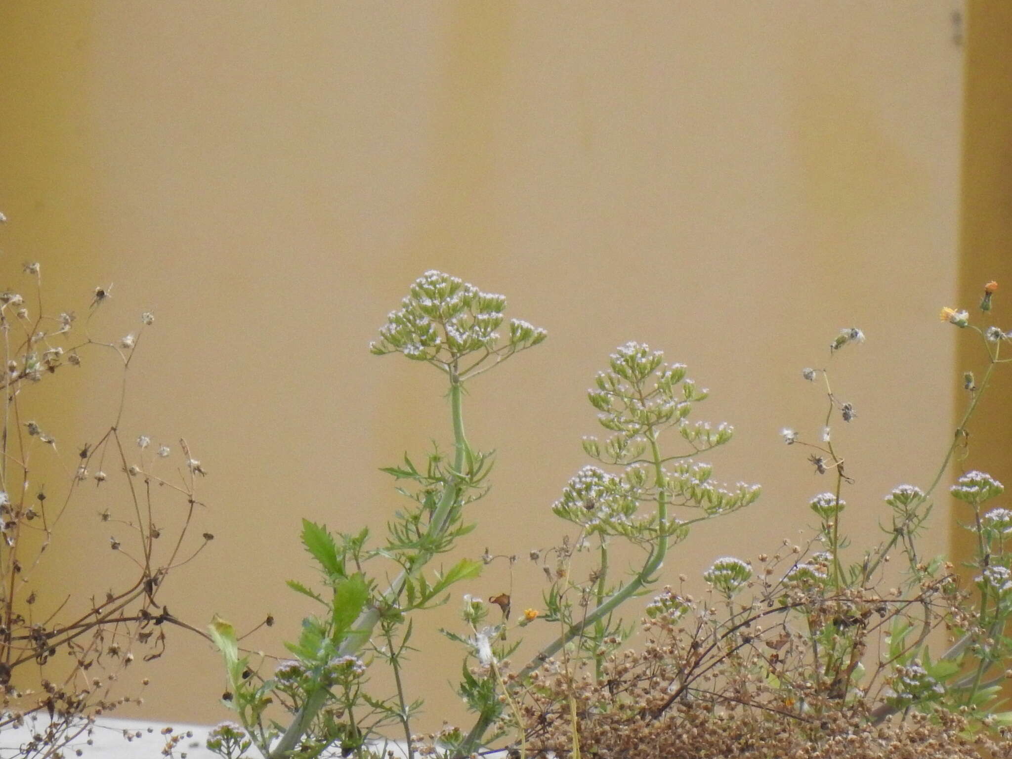 Image of Centranthus calcitrapae (L.) Dufr.