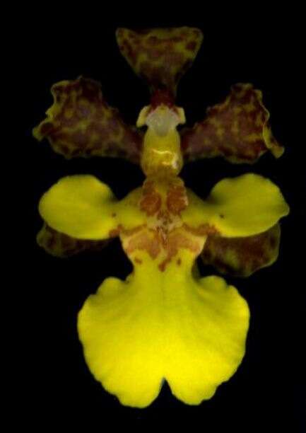 Image of dancinglady orchid