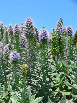 Image of viper's bugloss