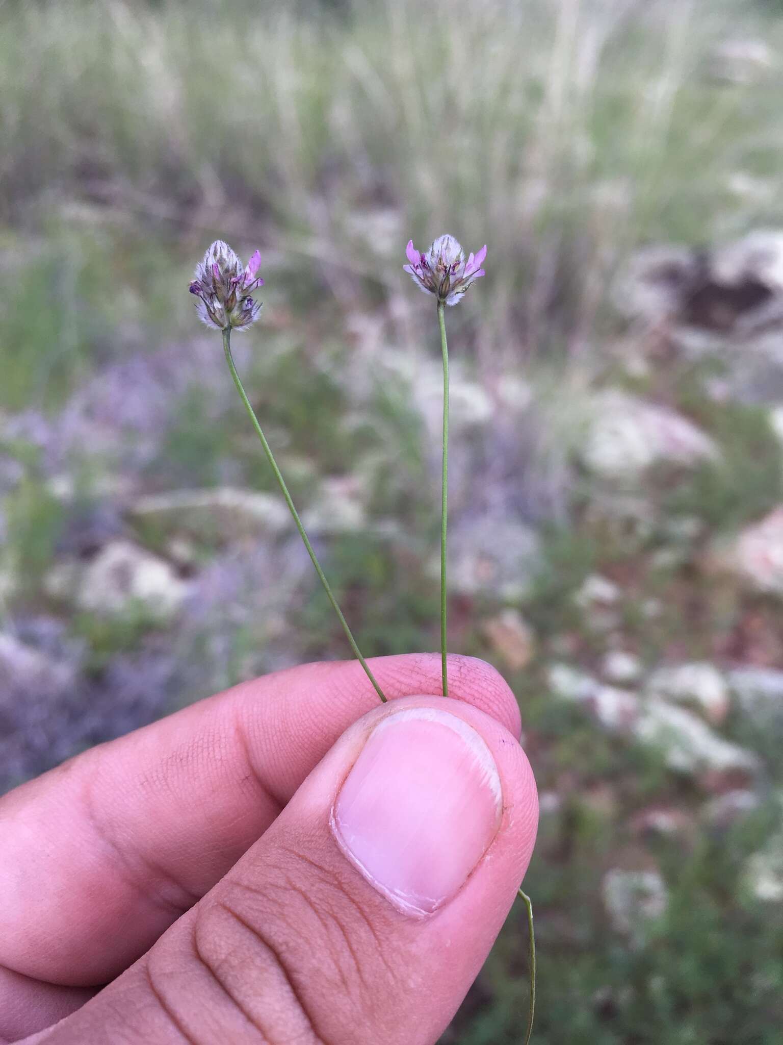 Plancia ëd Dalea filiformis A. Gray