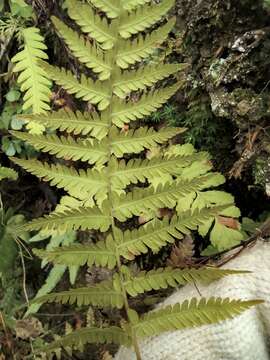 Image of Amauropelta glanduligera