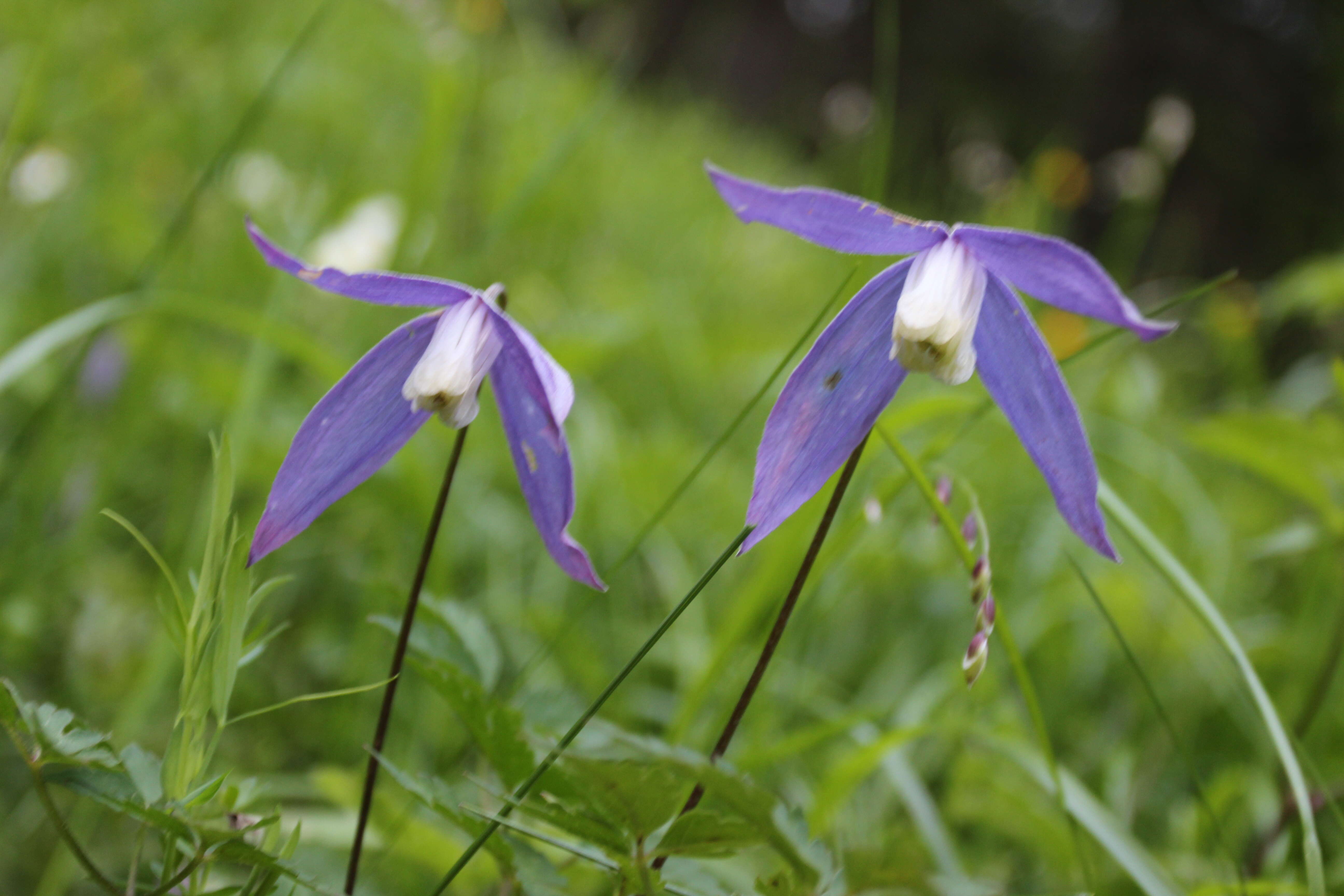 Слика од Clematis alpina (L.) Miller