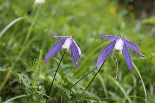 Слика од Clematis alpina (L.) Miller