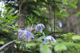 Image of alpine clematis