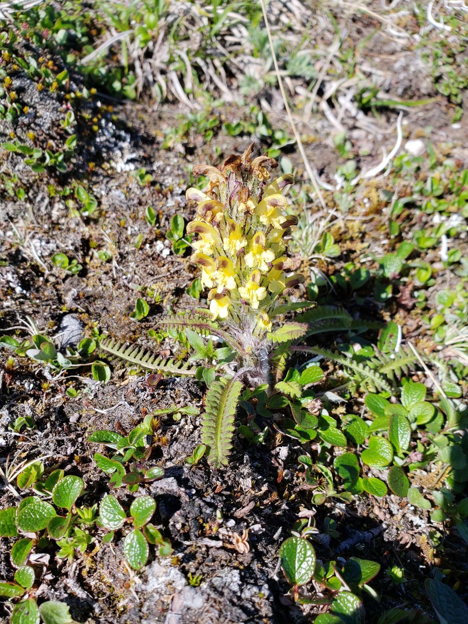 Image of Oeder's lousewort