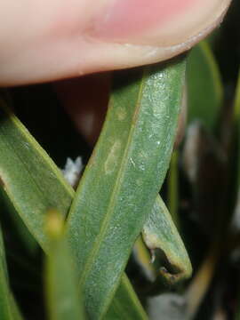 Imagem de Hakea eneabba Haegi