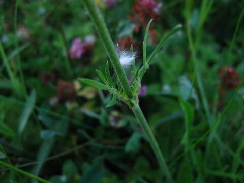 Слика од Knautia arvensis (L.) Coulter