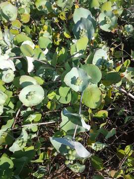 Image of grape honeysuckle