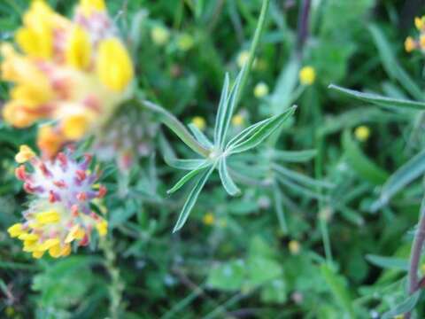 Слика од Anthyllis vulneraria L.