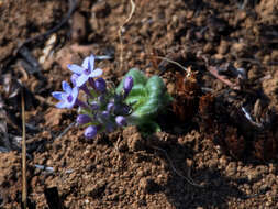 Image of Pentanisia prunelloides (Klotzsch) Walp.