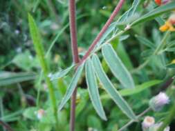 Слика од Anthyllis vulneraria L.