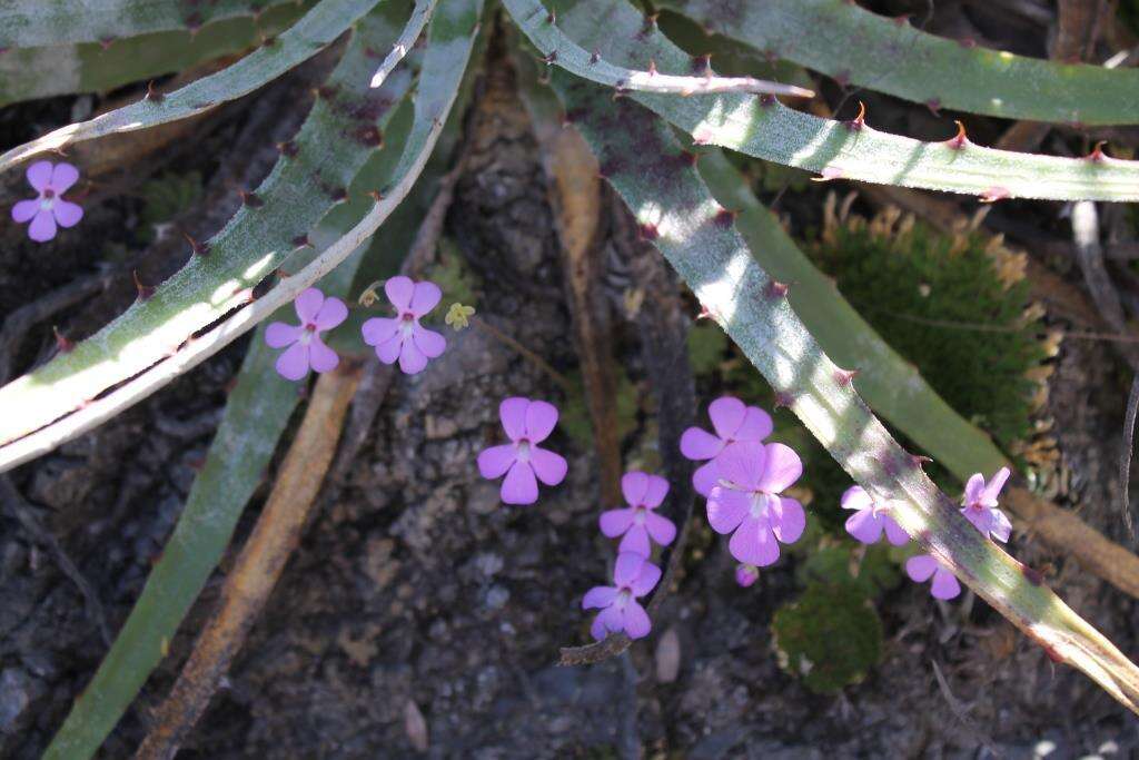 Pinguicula ehlersiae F. Speta & F. Fuchs的圖片