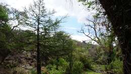 Image of Mexican Cypress