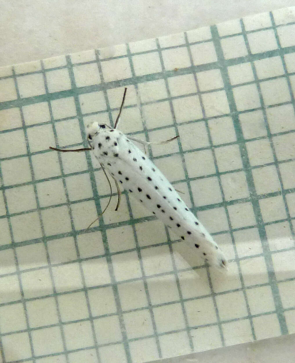 Image of Bird-cherry Ermine