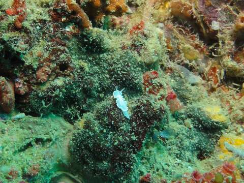 Image of Glossodoris buko Matsuda & Gosliner 2018