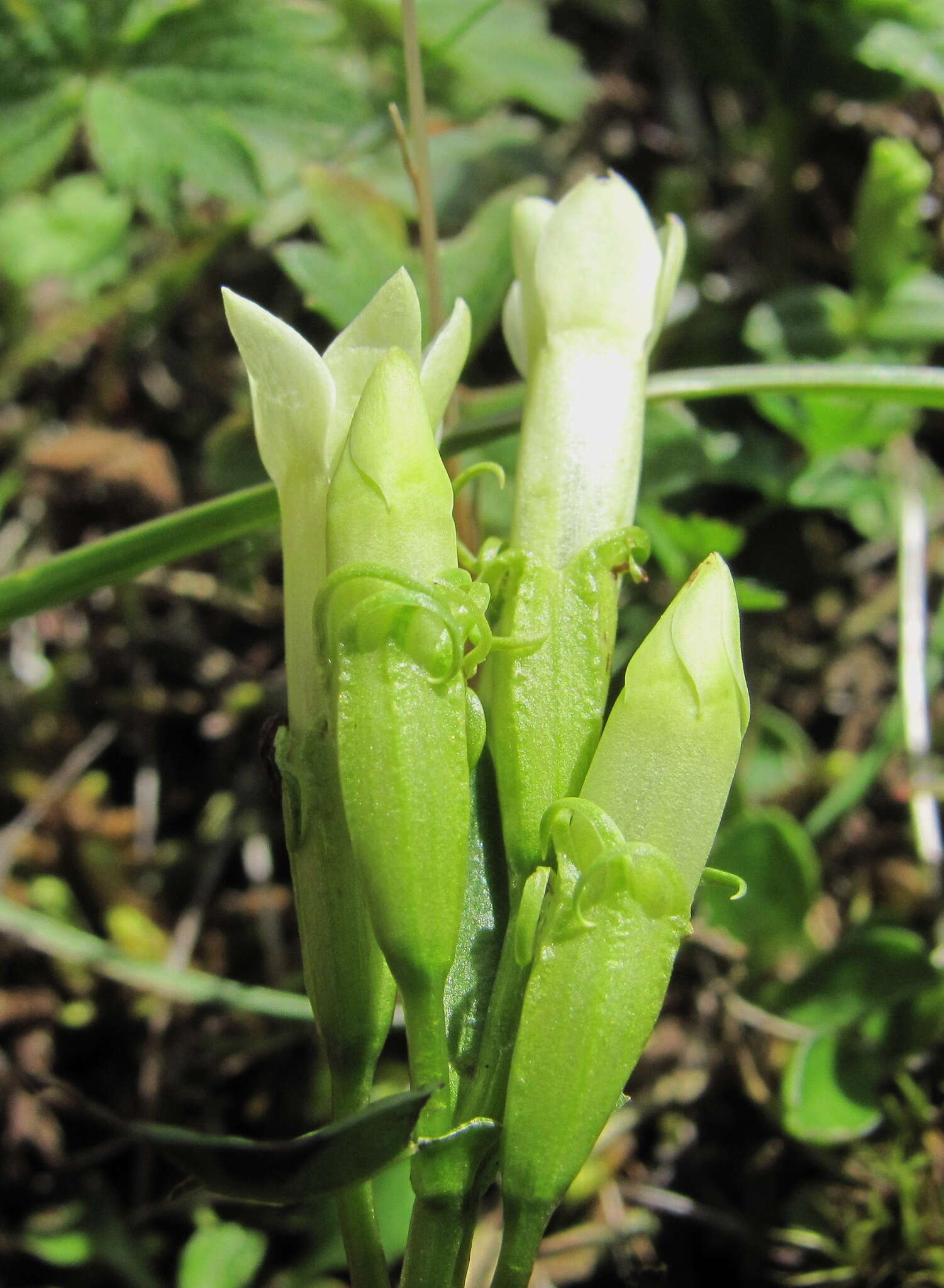 Image de Gentianella caucasea (Loddiges ex Sims) J. Holub