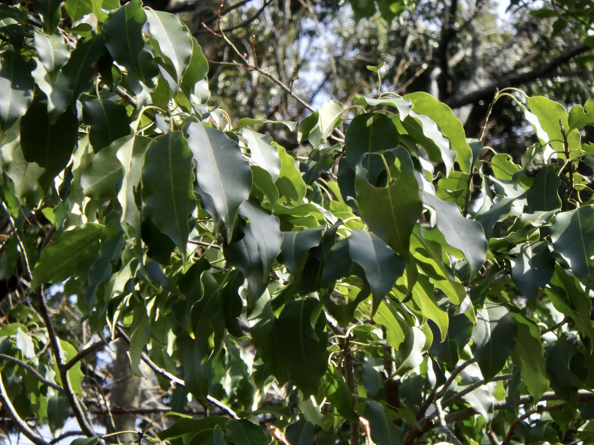 Image de Ilex pedunculosa Miq.