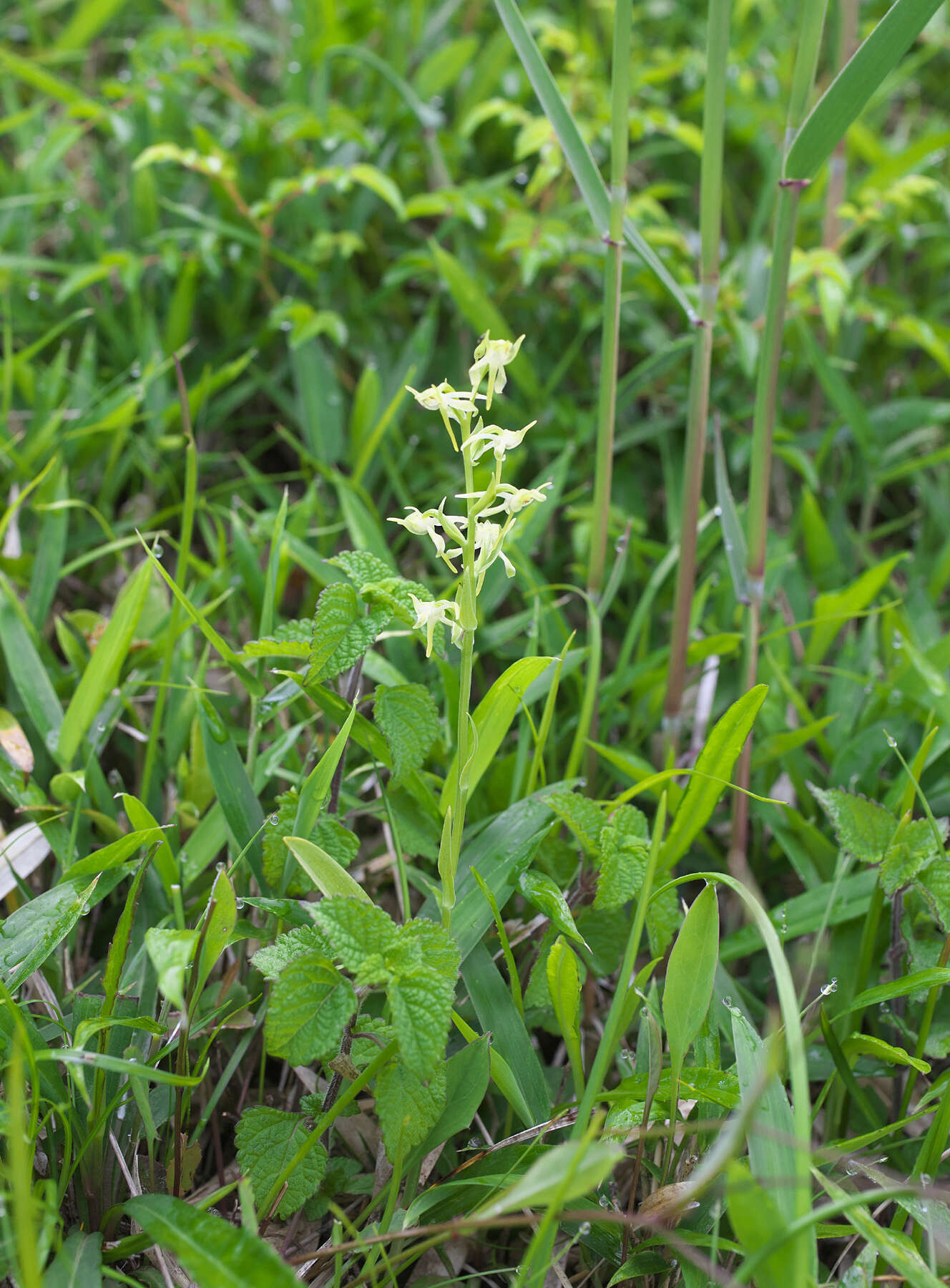 Plancia ëd Platanthera oreades Franch. & Sav.